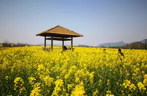 Xianghu Phase III Flower Sea Rowing Boat