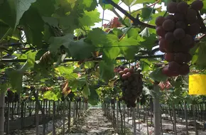 Xuejuan Vineyard
