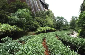 Da Hong Pao Scenic Area