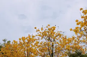 Jinhe Bayberry Garden