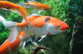 Xiamen Underwater World Aquarium