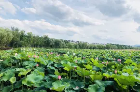 Xianghu Phase III Flower Sea Rowing Boat
