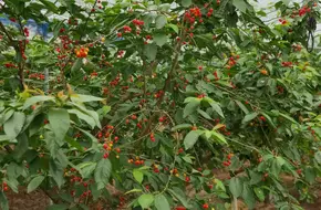 Meet Tianhe Eco-Farm