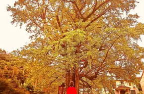 Thousand-Year Ginkgo Park