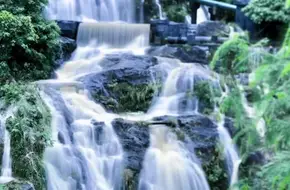 Tiger Stream