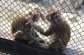 Xiamen Zoo
