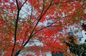 Yueping Park