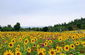 Xiangshan Park