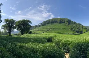 Meijiawu Tea Culture Village