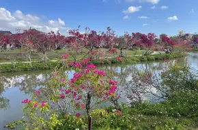 South Bay Flower Town
