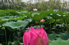 Hejiangang Ecological Reserve