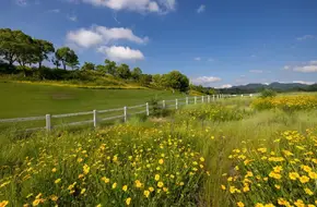 Thousand Island Lake Ideal Garden
