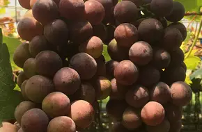 Xuejuan Vineyard