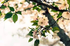 Binjiang Most Beautiful Cherry Blossom Promenade