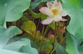 Xiang Lake Phase III