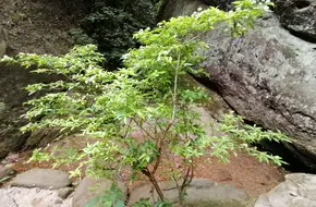 Fragrant Stream Valley