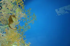 Xiamen Underwater World Aquarium