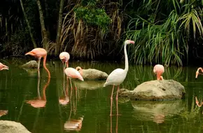 Bird Island