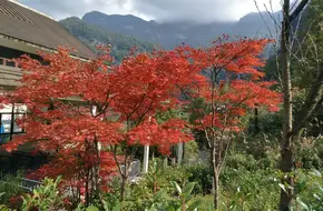 Shanwangping Ginkgo Forest