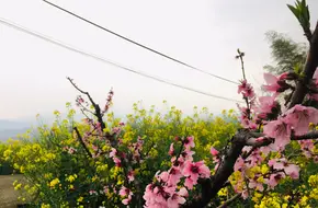 Hangzhou Fuyang District Xindeng Town Cunling Family Farm