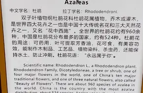Ancient Azalea Park