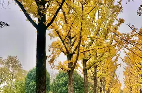Chongqing Central Park-Tree-Lined Avenue