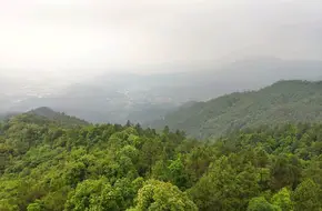 Xiaoping Forest Park Of Xiamen