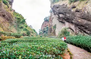 Da Hong Pao Scenic Area