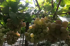Xuejuan Vineyard