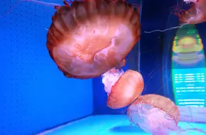 Xiamen Underwater World Aquarium
