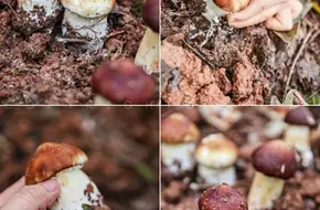 Zuyun Mushroom Fragrance Picking Garden
