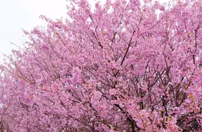 Cherry Blossom Orange Village