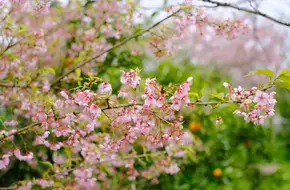 Cherry Blossom Orange Village