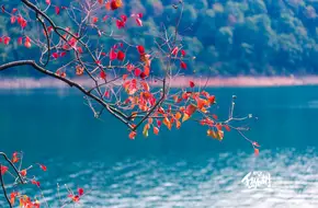 Osmanthus Island