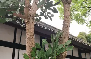 Zhou Gongzhi Former Residence