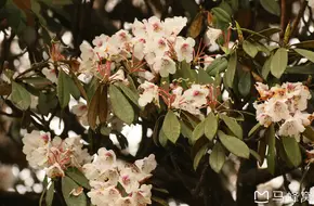Ancient Azalea Park