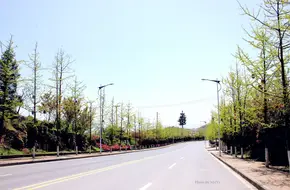 Fairy Mountain Town Ginkgo Avenue
