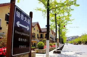 Fairy Mountain Town Ginkgo Avenue