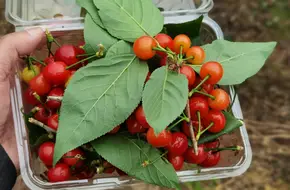 Meet Tianhe Eco-Farm