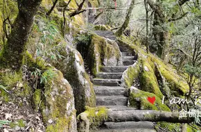 Eco-Stone Forest