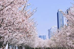 Binjiang Most Beautiful Cherry Blossom Promenade