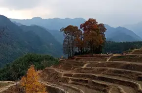 Thousand-Year Ginkgo Park