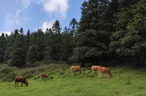 Wilderness Training Camp