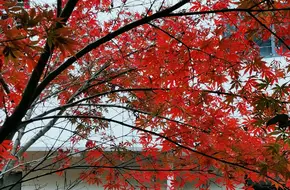 Yueping Park