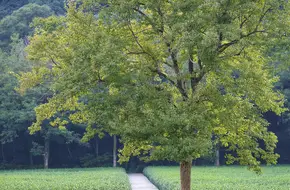 Yunqi Bamboo Path