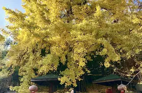 Thousand-Year Ginkgo Park
