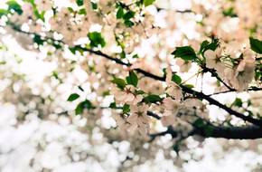 Binjiang Most Beautiful Cherry Blossom Promenade