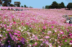 Wansheng Stone Forest Scenic Area