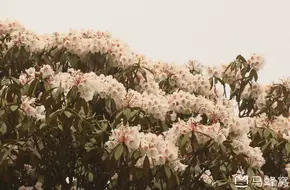 Ancient Azalea Park
