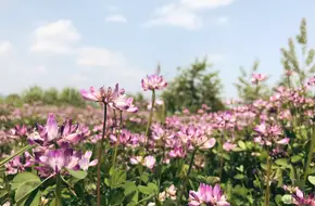 Farmer'S Strawberry Farm